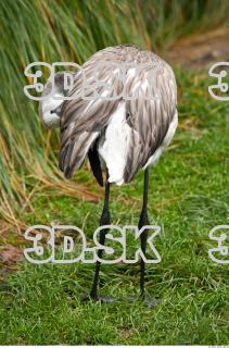 Body texture of gray flamingo 0004